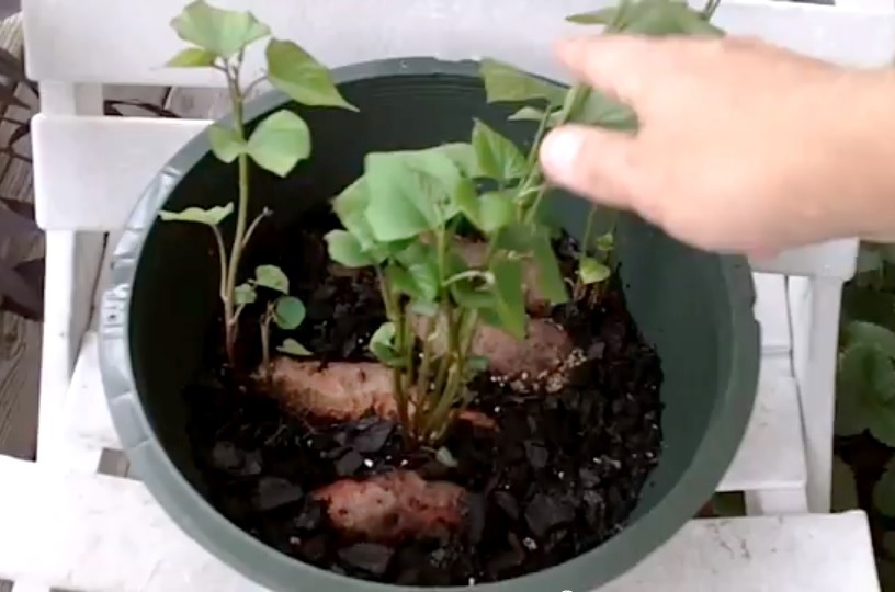 How to grow sweet potatoes in containers - What is the best container for growing sweet potatoes
