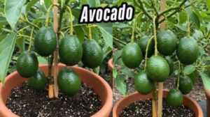 How to make avocado tree bear fruit faster