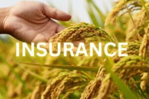Is RCIS Crop Insurance Worth It? A Cost-Benefit Analysis for Farmers