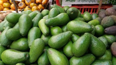 Is avocado farming profitable in South Africa