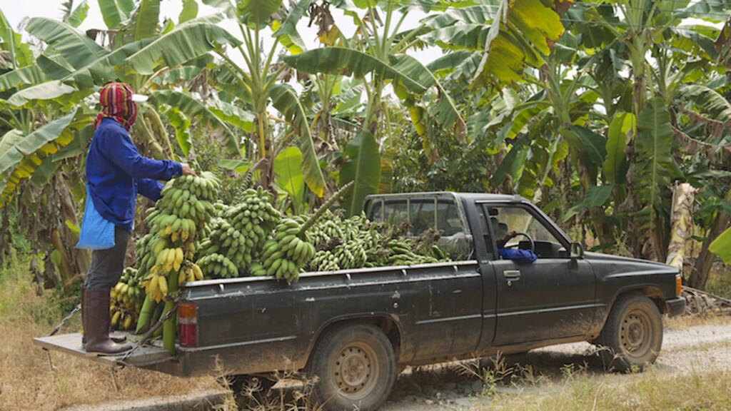 Is plantain farming profitable in Nigeria
