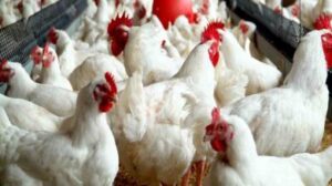Make ₦500,000 Monthly from Poultry Farming in Nigeria (The Exact Number of Chickens You Need!)