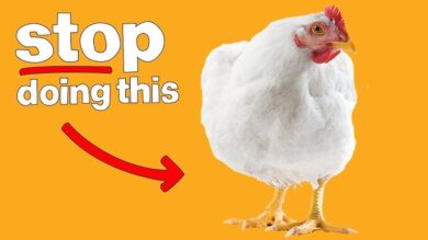 Mistakes That Make Noiler Farmers Lose Money—And How to Avoid Them