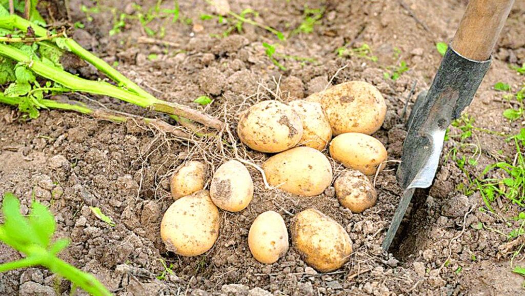Mode of Propagation of Irish Potato