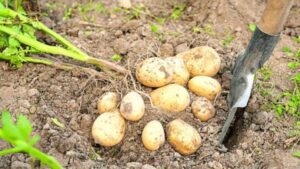 Mode of Propagation of Irish Potato
