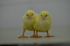 Noiler Chicken Price in Nigeria