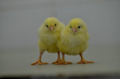 Noiler Chicken Price in Nigeria