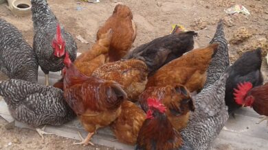 Is Noiler Chicken Profitable in Nigeria? How Much Can You Really Make?