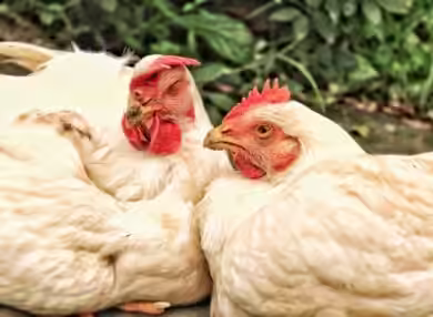 Noiler chicken vs broiler chicken
