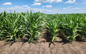 Stop Storm Damage - How Short Stature Corn is Changing Farming