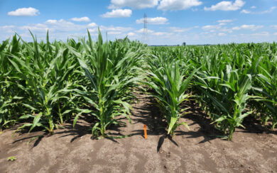 Stop Storm Damage - How Short Stature Corn is Changing Farming
