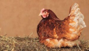 The Incredible Lohmann Brown - 7 Reasons This Amazing Chicken is So Popular
