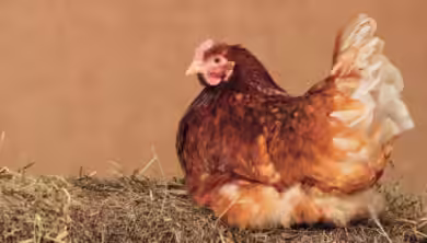 The Incredible Lohmann Brown - 7 Reasons This Amazing Chicken is So Popular