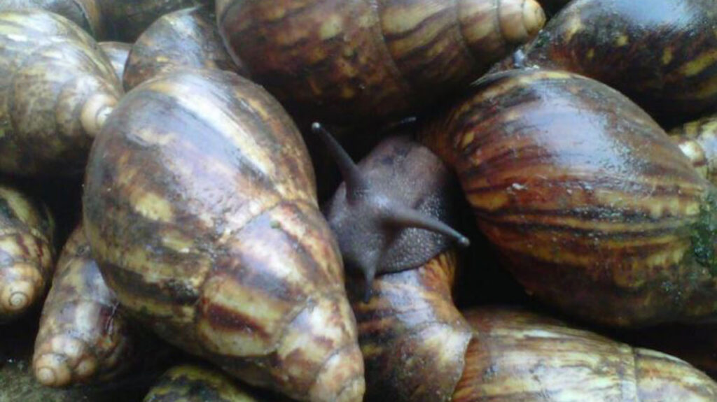 The Secret of Snail Farming: Choosing the Right Snail Species for Your Climate and Market