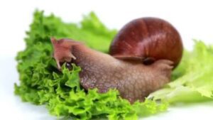 The Secret of Snail Farming: It's Not Just What You Feed Them, But How and When