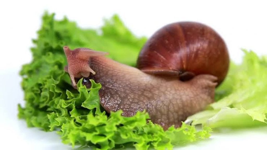The Secret of Snail Farming: It's Not Just What You Feed Them, But How and When