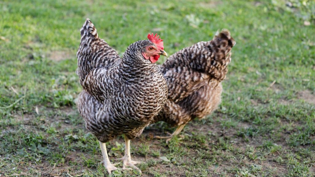 Top 9 Reasons Plymouth Rocks Thrive in Free-Range Setups