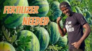 Watermelon Fertilizer Guide: What Fertilizer Is Best for Watermelons?