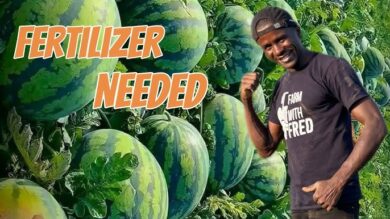 Watermelon Fertilizer Guide: What Fertilizer Is Best for Watermelons?