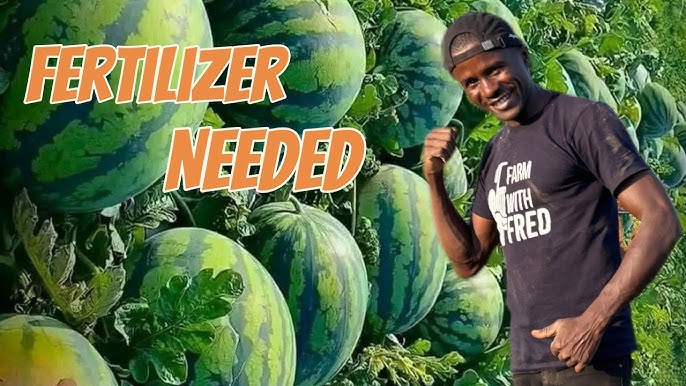 Watermelon Fertilizer Guide: What Fertilizer Is Best for Watermelons?