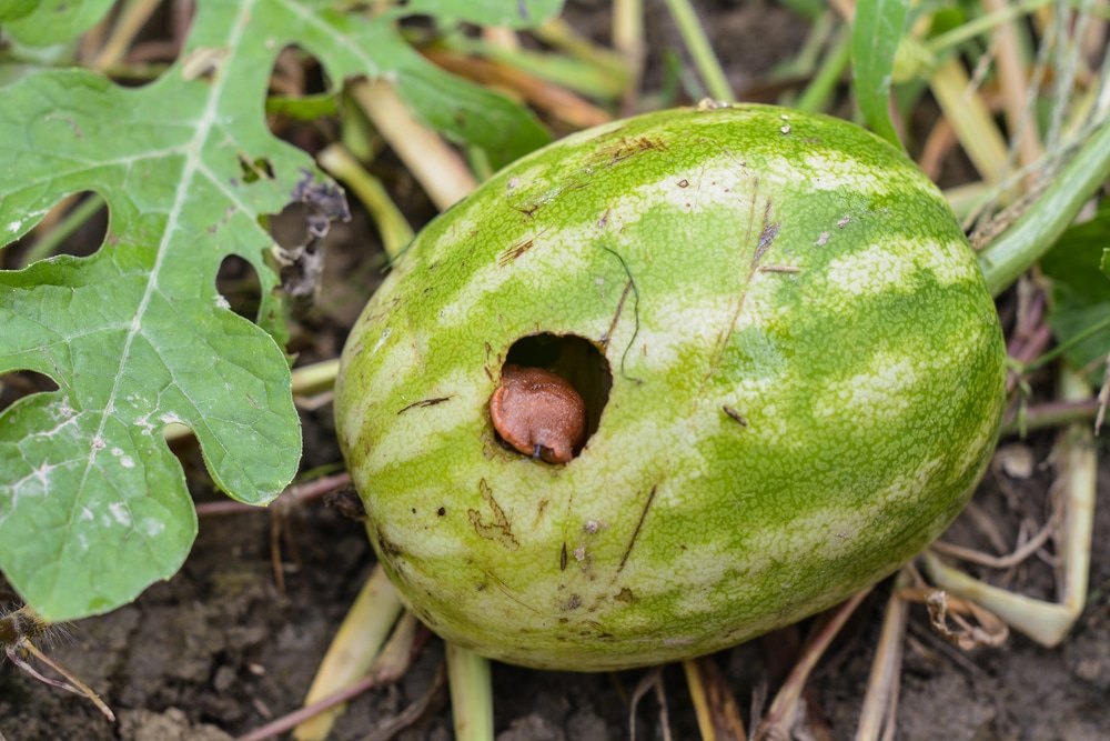 Watermelon Pest and Diseases Treatment – How Do You Treat Watermelon Disease?