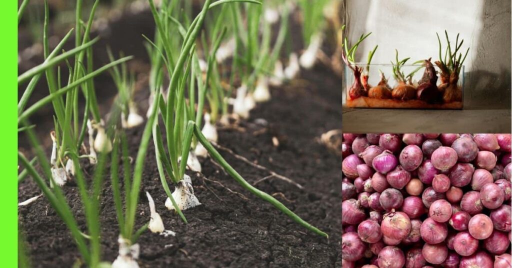 What Is The Best Month To Plant Onions