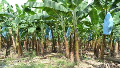 What Is the Best Fertilizer for Plantains