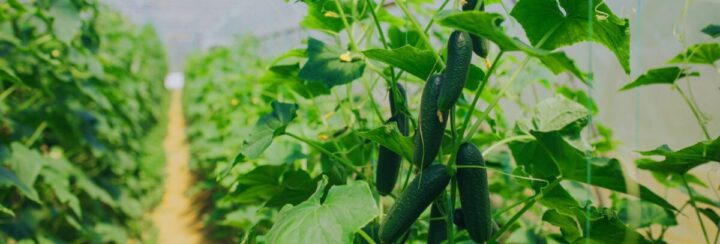 What Not to Plant with Cucumbers: 7 Worst Companion Plants to Avoid