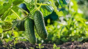 What To Plant With Cucumbers for a Bountiful Harvest