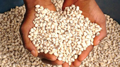 What is the best month to plant beans in Nigeria?