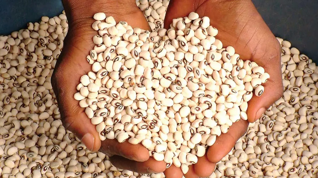 What is the best month to plant beans in Nigeria?