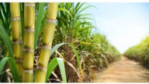 What is the best month to plant sugarcane?