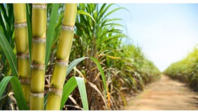 What is the best month to plant sugarcane?