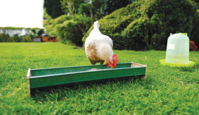 What type of feeder is best for chickens