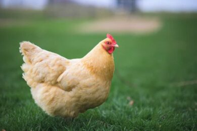 When Do Buff Orpingtons Start Laying Eggs