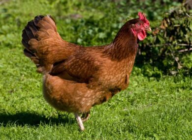 When Do Rhode Island Reds Start Laying Eggs