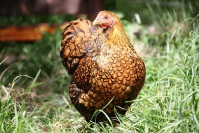 When Do Wyandottes Start Laying Eggs