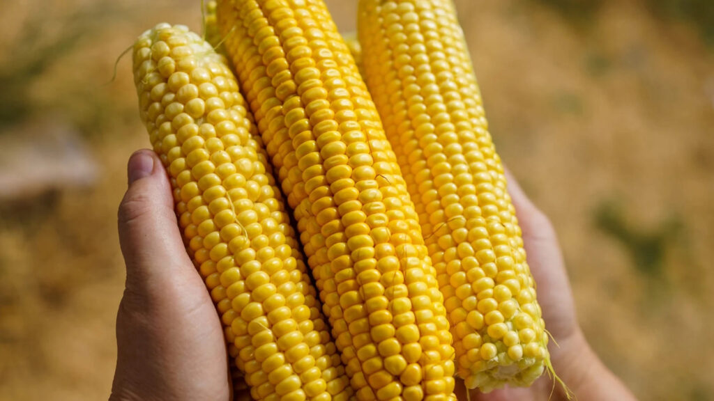 When To Plant Corn In Michigan