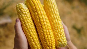 When To Plant Corn In Michigan