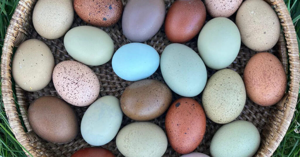 When do Easter Eggers start laying eggs