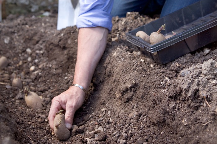When to plant second early potatoes