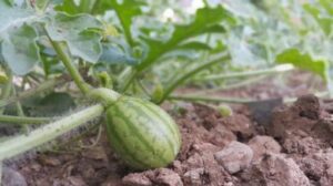 Which Type of Soil is Best for Watermelon