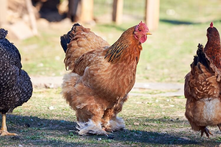 Why Brahma Chickens Are So Expensive