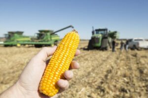 Why Corn Prices Are Falling in 2025 & How Farmers Can Fight High Input Costs