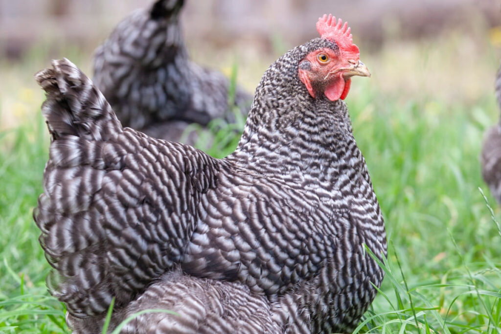 Why Plymouth Rock Chickens Are the Backyard Farmer’s Best-Kept Secret: Traits That Make Them Ideal for Beginners and Pros Alike