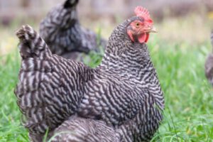 Why Plymouth Rock Chickens Are the Backyard Farmer’s Best-Kept Secret: Traits That Make Them Ideal for Beginners and Pros Alike
