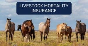 Your Guide to Livestock Mortality Insurance Cost: Protecting Your Farm's Future