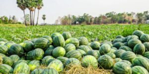 best time to plant watermelon