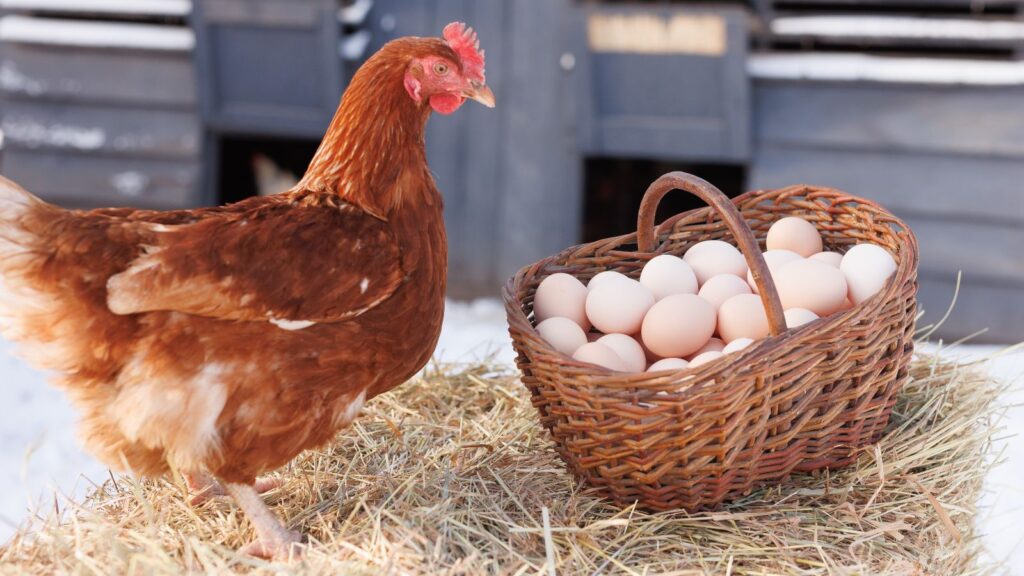 Want More Eggs? Here are 15 Best Chicken Feeds to Increase Egg Production in Chickens