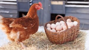 Want More Eggs? Here are 15 Best Chicken Feeds to Increase Egg Production in Chickens